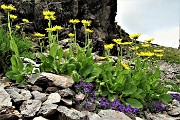 63 Doronico sui macereti con Linaria alpina al Passo della Portula